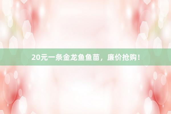 20元一条金龙鱼鱼苗，廉价抢购！